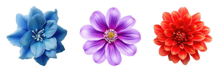 Set of Beautiful purple, red and blue flower isolated on white background. Created with Generative AI tools