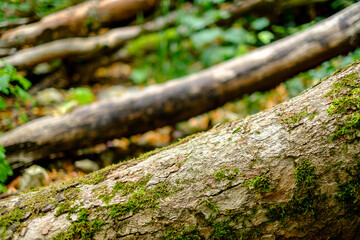 Row of Fallen Trees