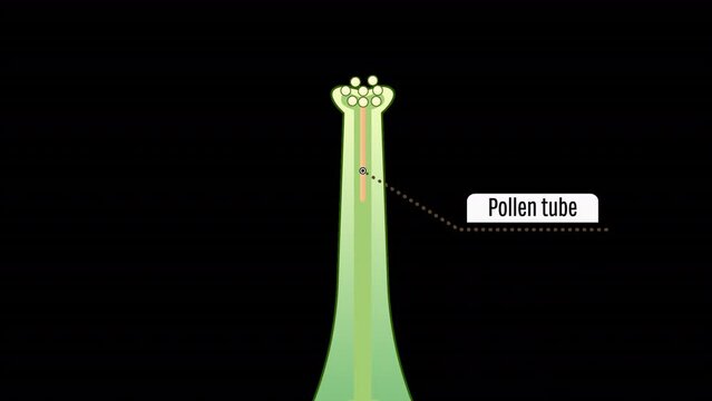 Animation 2D of a Flower Sperm Nuclei, Double fertilization, Flower Pollination, Reproduction in Plant Diagram, Flower Organs Animation, Transparent background