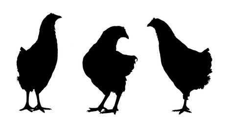 Black silhouette of a standing three hens on isolated white background.