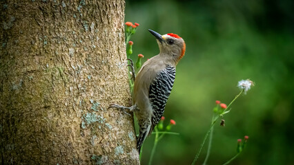 red headed bird on branch