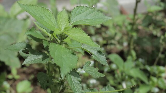 The Wood nettle plant or Laportea is an itchy plant. Itchy leaves grow in tropical climates