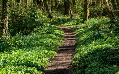 Srping daffodils at Penrhos Nature reserev, Anglesey, North Wales, UK