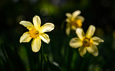 Srping daffodils at Penrhos Nature reserev, Anglesey, North Wales, UK