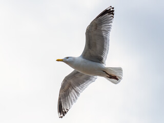 European Herring Gull, Larus argentatus	in fly
