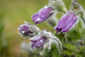 Geschlossene Anemonenblüten mit Wassertropfen