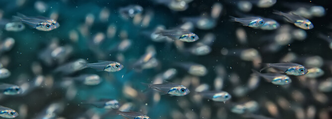flock of young small school fish under water background ocean