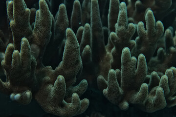 coral texture underwater background reef abstract sea