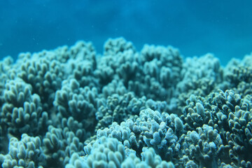coral texture underwater background reef abstract sea