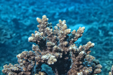 Fototapeta na wymiar coral texture underwater background reef abstract sea