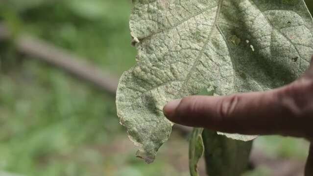 Someone shows Eggplant Leaves with holes caused by pests