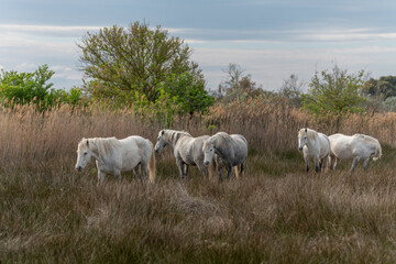 Fototapeta premium Camargue horses herd feeding in the marshes.