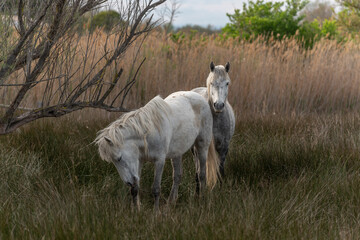 Camargue horses feeding in the marshes.