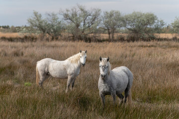 Camargue horses feeding in the marshes.