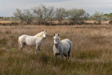 Naklejka na ściany i meble Camargue horses feeding in the marshes.