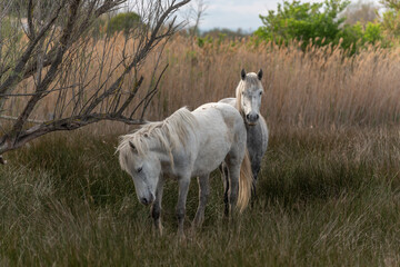 Obraz premium Camargue horses feeding in the marshes.