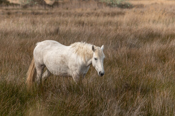 Obraz na płótnie Canvas Camargue horse feeding in the marshes.