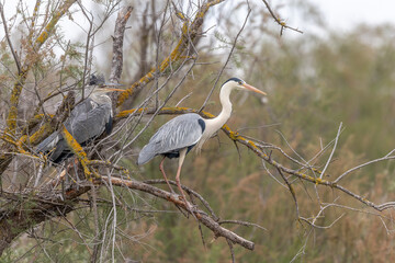 Grey heron (Ardea cinerea) on the nest in a nesting colony.
