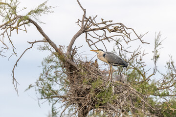 Grey heron (Ardea cinerea) on the nest in a nesting colony.
