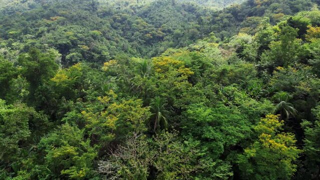 Gorgeous Aerial View of dense, tropical rainforest and scenic hills in Catanduanes, Philippines.
