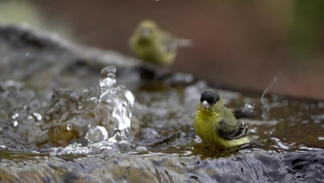 Lesser goldfinch taking a bath in a water fountain.