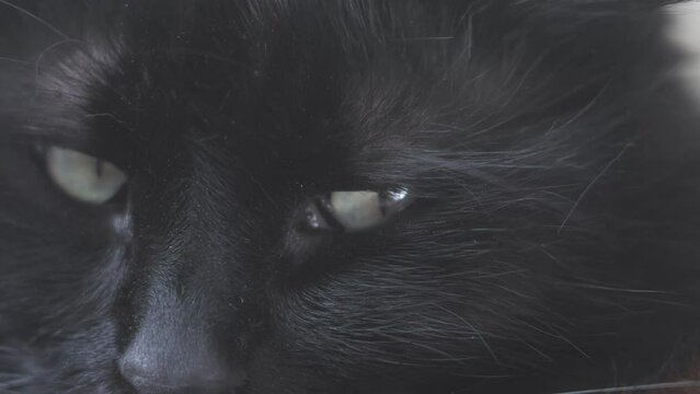Close up of black cat eyes