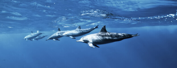 Fototapeta premium dolphins underwater photo, sea water wildlife