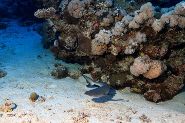 reef shark underwater photo wildlife