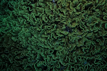 Foto auf Acrylglas texture coral underwater reef background sea © kichigin19
