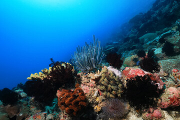 Naklejka na ściany i meble texture ocean floor background underwater surface