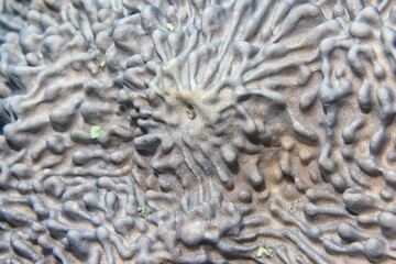 coral texture underwater background reef abstract sea