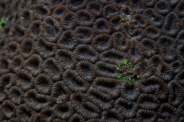 soft coral underwater background reef ocean