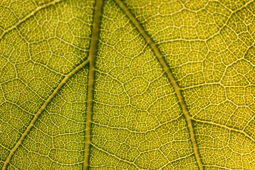 texture green leaf macro abstract background nature