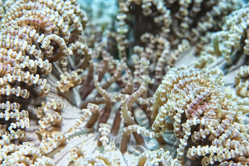 coral texture underwater background reef abstract sea