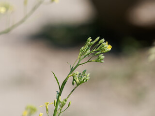 One of the best mustard flowers in the mustard field