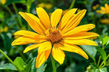Fine wild growing flower aster false sunflower on background meadow