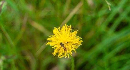 Beautiful wild flower winged bee on background foliage meadow