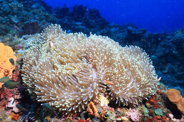Naklejka na ściany i meble anemone actinia texture underwater reef sea coral