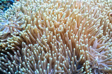 anemone actinia texture underwater reef sea coral