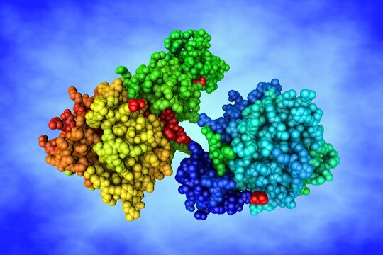 Human recombinant Gla-domainless prothrombin mutant. Space-filling molecular model based on protein data bank entry 4hzh. Rainbow coloring from N to C. Scientific background. 3d illustration