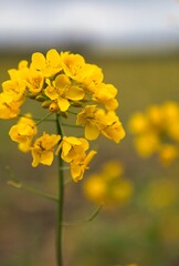 Canola-Feldhintergrund. Angebautes landwirtschaftliches Feld. Rapspflanze, Raps für grüne Energie. Gelbe Rapsblume für gesundes Speiseöl