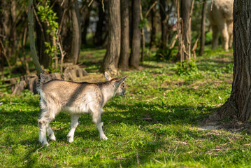 A small cute goat stands on a green field. Goat cub on farm