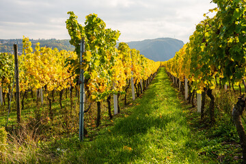 Naklejka premium Herbst im Weinberg 