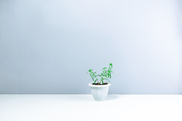 Small home grown rosemary plant with delicate green shoots in a white flowerpot. Spice growing concept. House plant care.