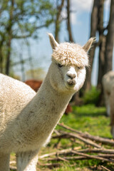 Fototapeta premium White alpaca free-range on a farm, on green grass
