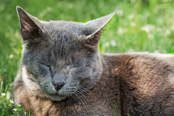 beautiful gray cat basking on the green grass in the sun