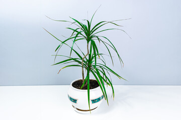 Small beautiful houseplant dracaena in a flowerpot on a white-gray background. Concept of care and cultivation of indoor home plants.