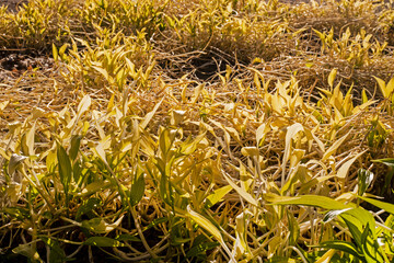 yellow curly leaves undersized plants against the sun. gardening