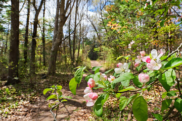 Crabapple flowers line a path through the Needham Town Forest on a sunny Spring day