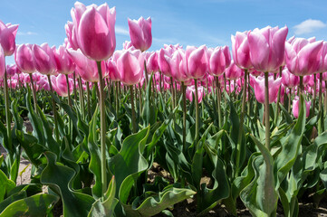endless tulipfield